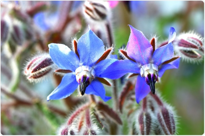 Borage (Borago officinalis). Image Credit: BoxyPics / Shutterstock