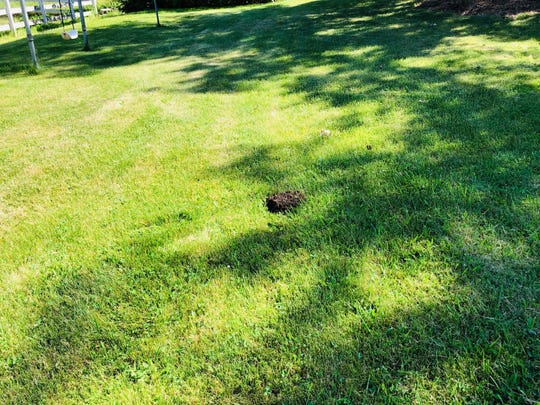 Moles can damage lawns and gardens.