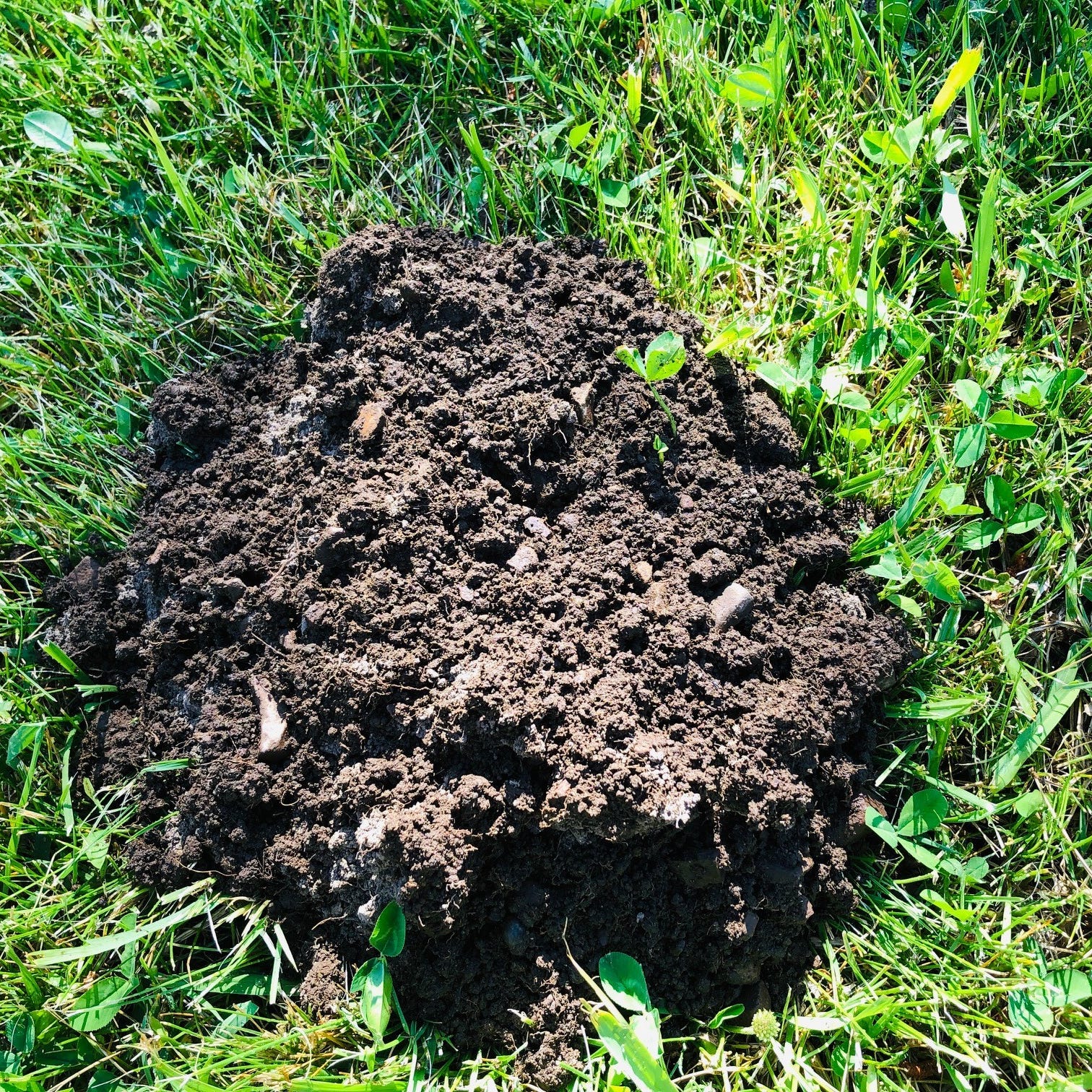 Moles can damage lawns and gardens.