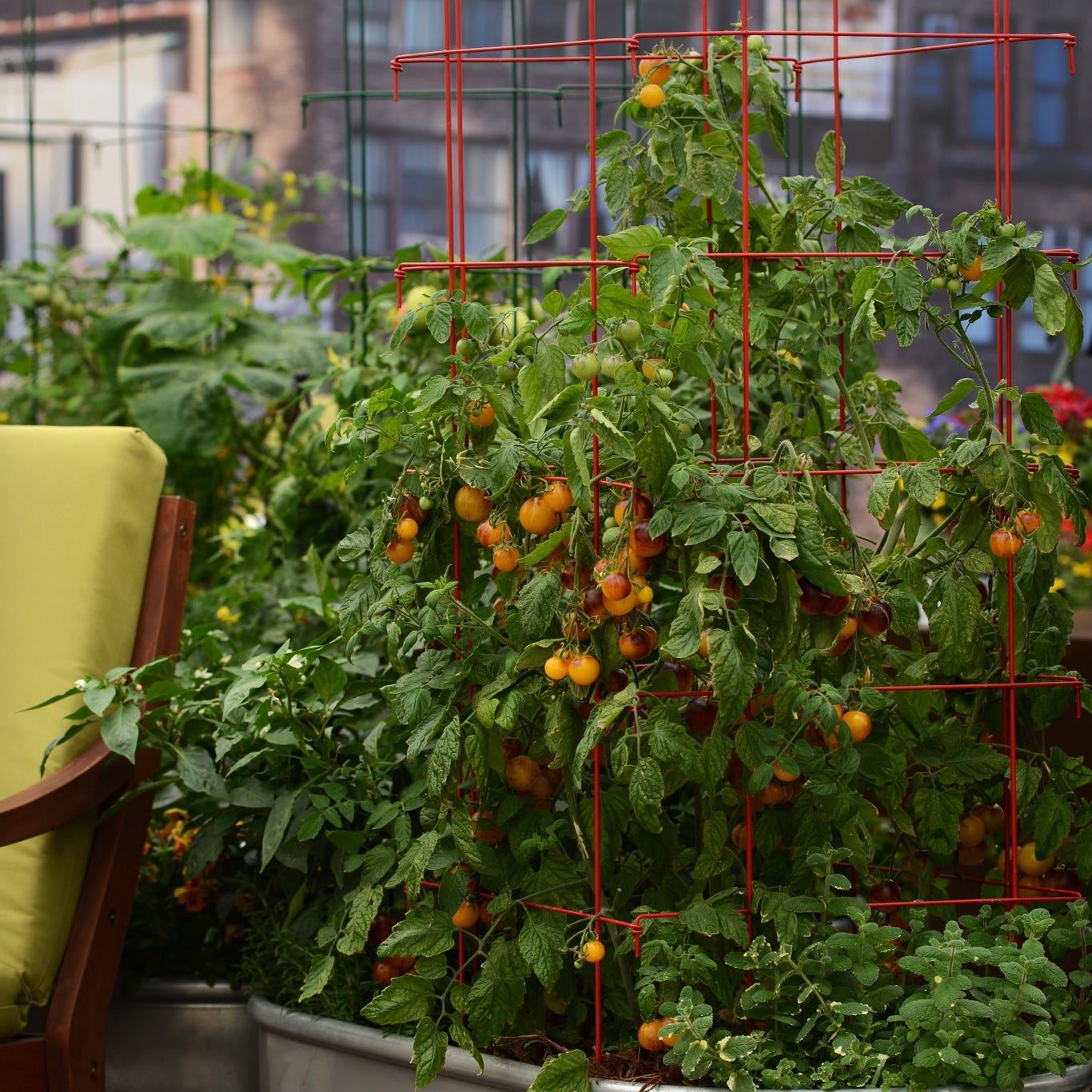 A big planter is more than enough to grow tomatoes for home use.