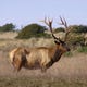 Roaming Roosevelt Elk can often be found at Gold Bluffs Beach in Prairie Creek Redwoods State Park in northern California.