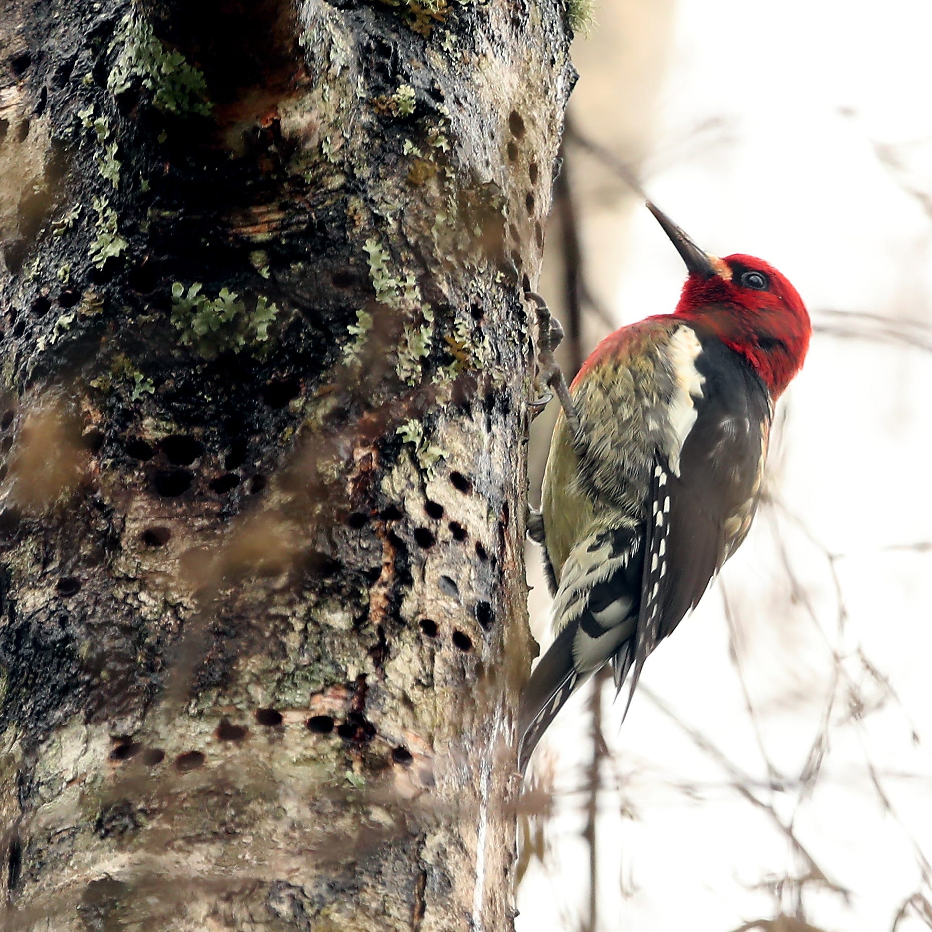 A red-breasted sapsucker moves up the trunk of a tree searching the drilled holes for sap and insects at Poulsbo's Raab Park on Monday, March 2, 2020. Red-breasted sapsuckers drill the small holes in the tree bark and then return later to feed on the sap that oozes out and the insects that are attracted to the sap.