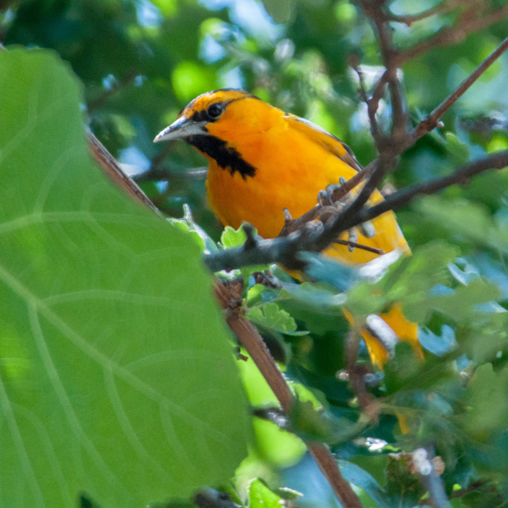 This male Bullock’s oriole is one of many seasonal migrants that flies between Northern California and Mexico.