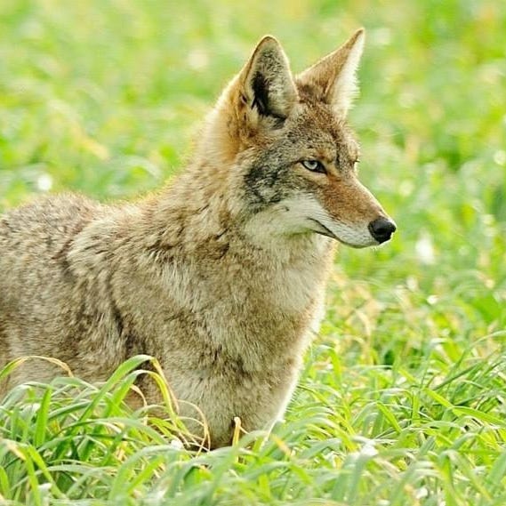 While they can be a nuisance if humans don't take certain precautions, coyotes like this one help control rodent populations in California.