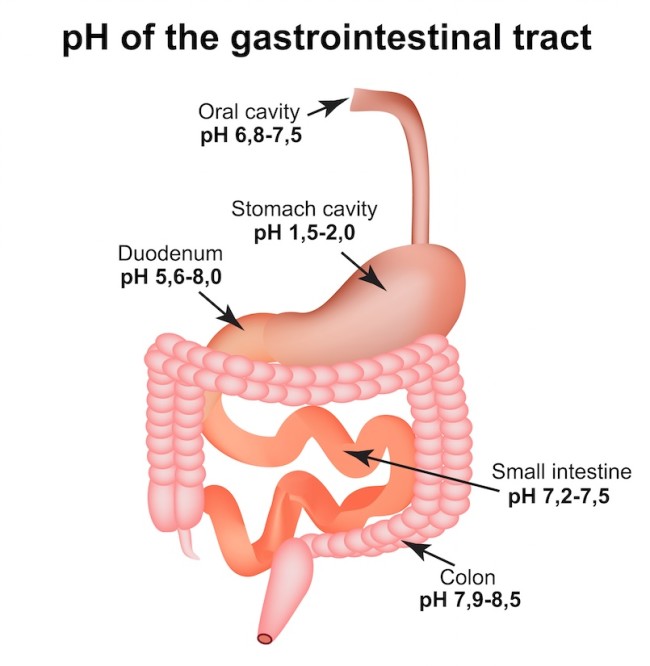 ph gastro tract - shutterstock