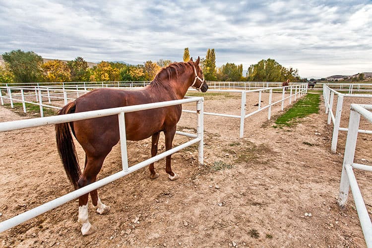 Weight Loss for Hefty Horses