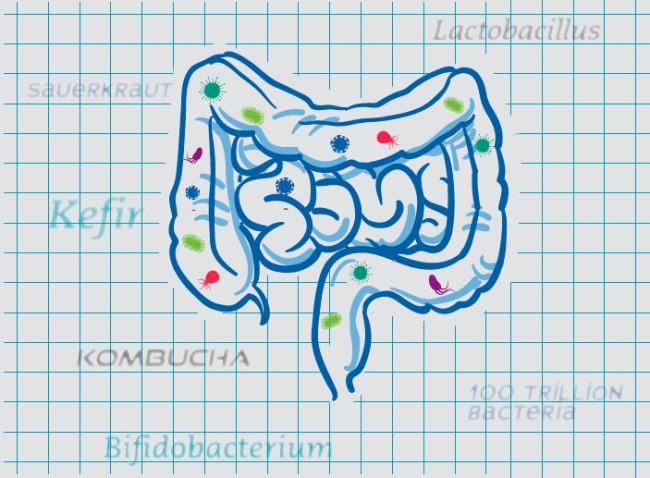 gutillustrationprobiotics